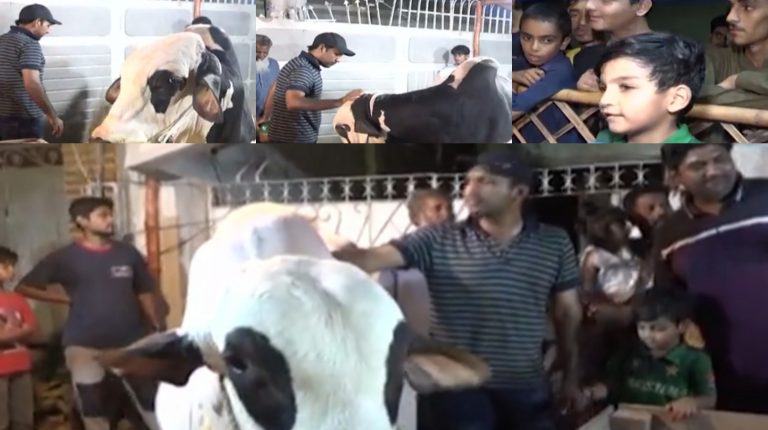 سرفراز احمد قربانی کا جانور لے آئے،سری لنکا بھی جانا